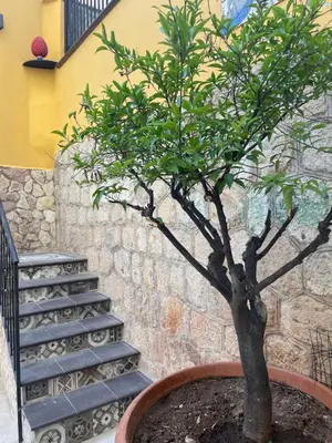 a tree in a pot next to a staircase at Casa vacanze donna Pina in Palermo