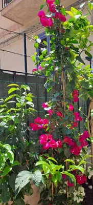 a bunch of pink roses growing in a garden at Lilibet Apartment in Palermo