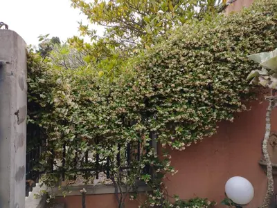 a bunch of flowers on the side of a building at Casabella Mondello in Mondello