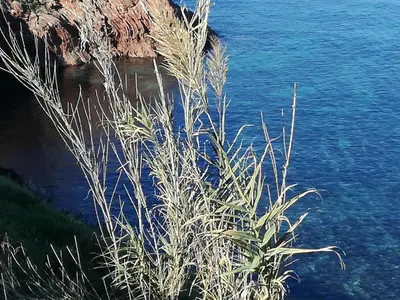 a bush in front of a body of water at Terra Sinus Luxury apartment in Terrasini