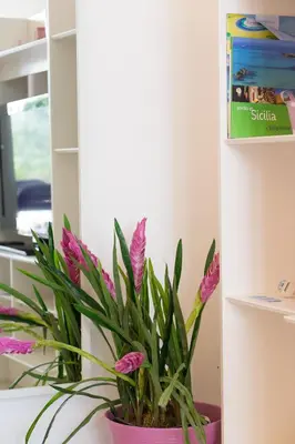 a plant in a pink pot in a room at Mondello Suites FLH - Gorgonia in Mondello