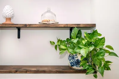 a plant in a vase on a wooden shelf at Casa Imperia in Palermo