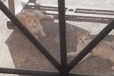 two dogs and a cat sitting behind a window at La Pedrera Rosa/The Pink Pedrera in Balata di Baida