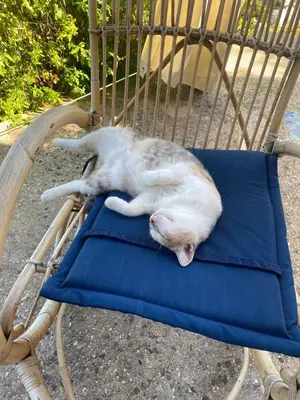 a cat laying on a chair on a blue pillow at La Pedrera Rosa/The Pink Pedrera in Balata di Baida