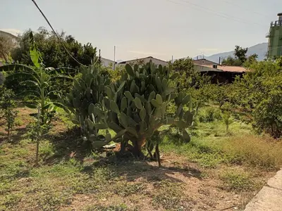 a cactus plant in the middle of a field at Aromi di Sicilia Casa Vacanze in Palermo