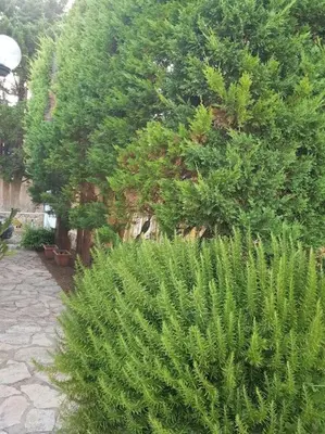 a group of bushes and trees in a garden at Villa delle Pomelie - Castellammare del Golfo in Alcamo