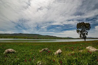 a tree in a field next to a lake at Le Yucche in Partinico