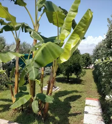 a banana tree in the garden at Garden Voyages Balestrate in Balestrate
