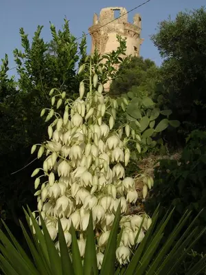 a large pile of white flowers in front of a building at Terrazza sul mare Scopello in Scopello