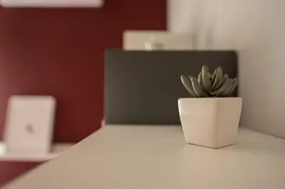 a potted plant sitting on top of a table at S&S in Palermo