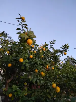 an orange tree filled with lots of oranges at Casa Vacanze L'Ortensia in Bagheria