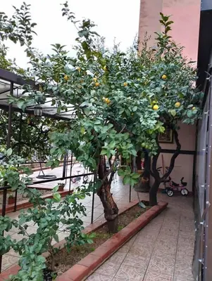 two lemon trees in a courtyard with a building at La casetta dei limoni in Palermo
