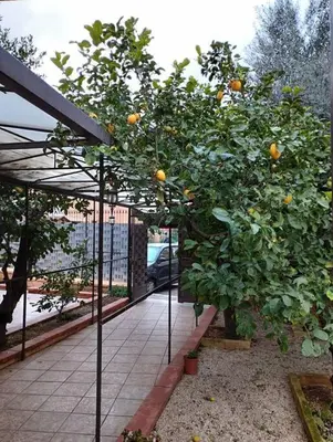 an orange tree in a garden next to a building at La casetta dei limoni in Palermo