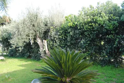 a large tree in the middle of a yard at Appartamento uso turistico Villa Barbara in Carini
