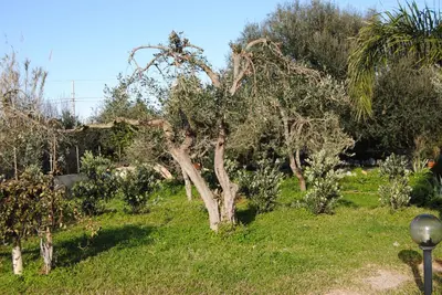 a garden with a tree in the grass at Appartamento uso turistico Villa Barbara in Carini