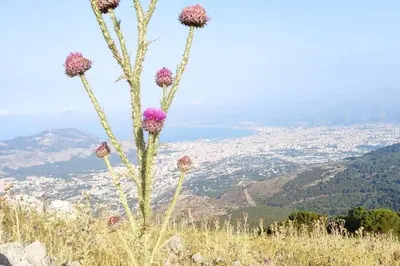 a bunch of flowers on top of a mountain at CASA 3T a Isola a 15 min dal centro di Palermo in Isola delle Femmine