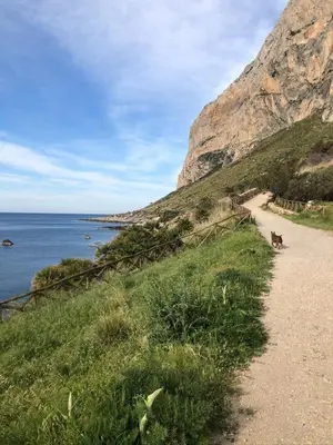 a dog walking on a path next to the ocean at Marea in Palermo