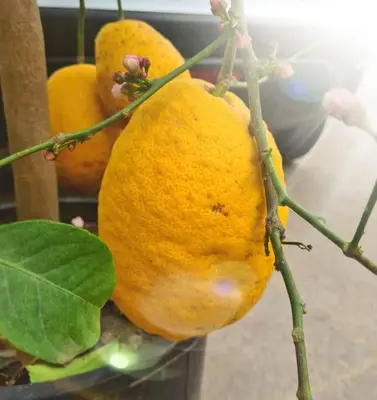 a group of oranges on a tree branch at Energy Home in Palermo